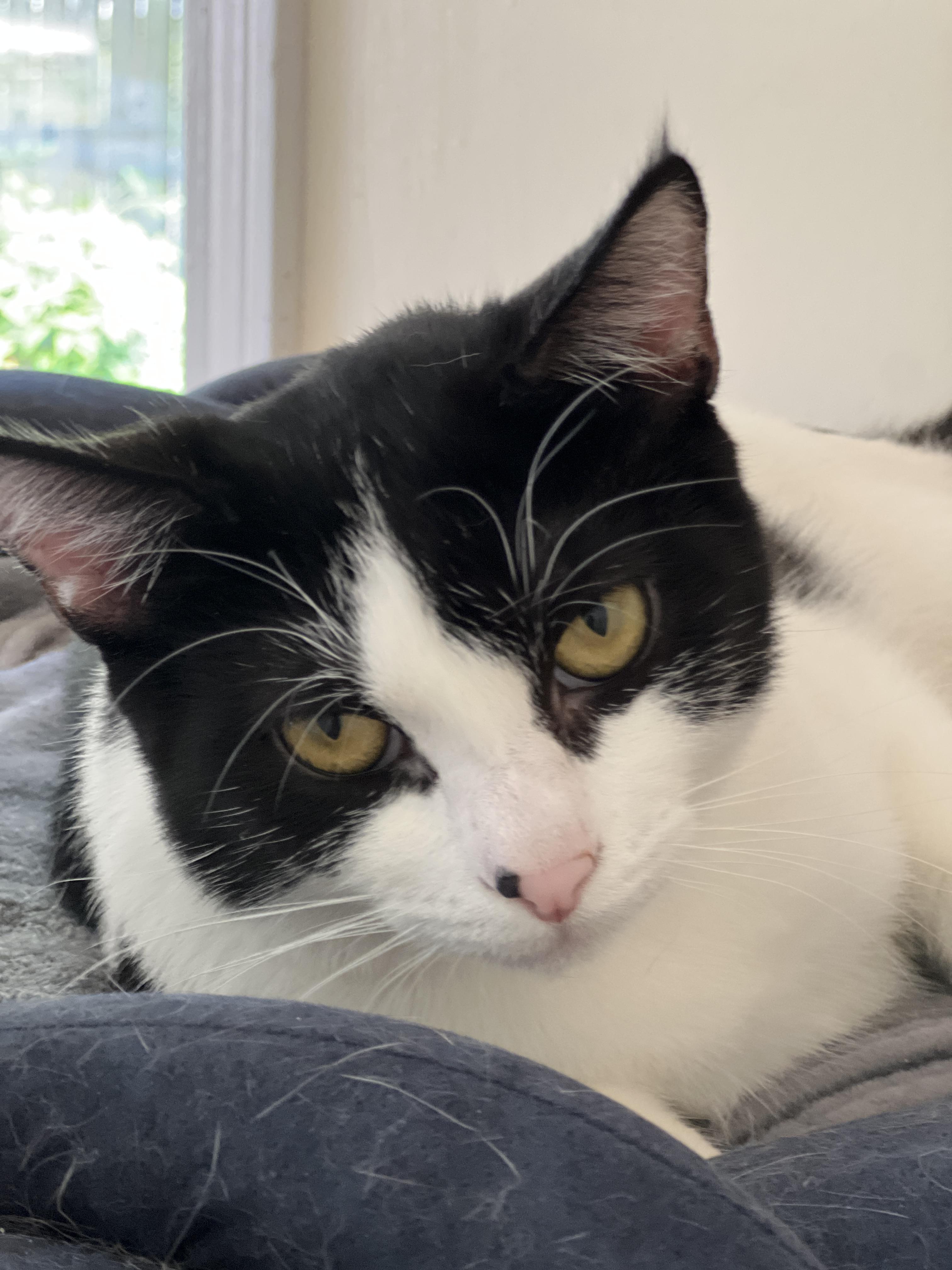 Enlarge KoKo, a Adoptable Tuxedo in Sautee Nacoochee, GA image 4/6