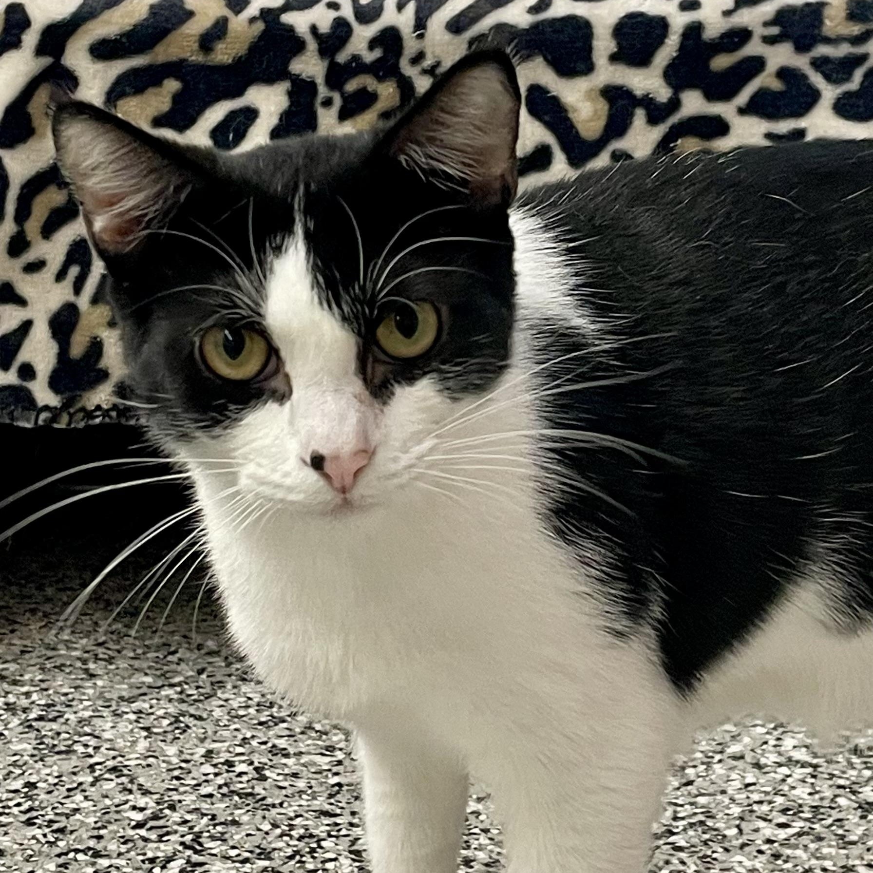 Enlarge KoKo, a Adoptable Tuxedo in Sautee Nacoochee, GA image 2/6