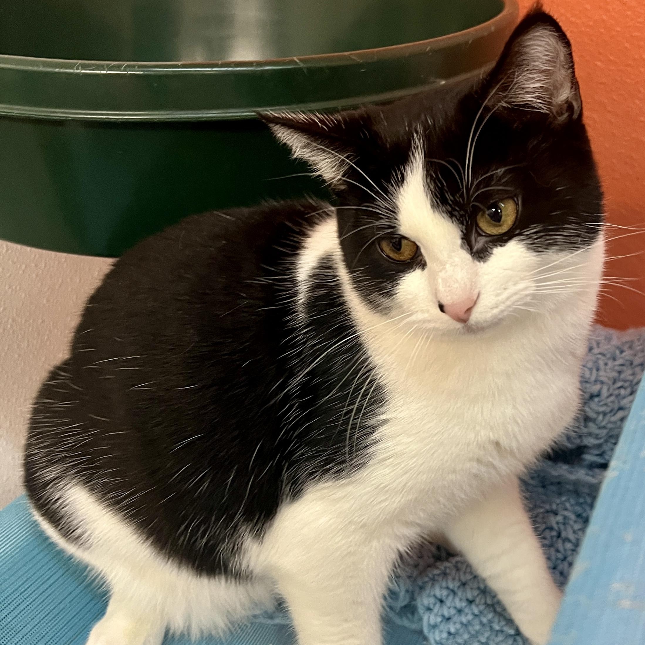Enlarge KoKo, a Adoptable Tuxedo in Sautee Nacoochee, GA image 3/6