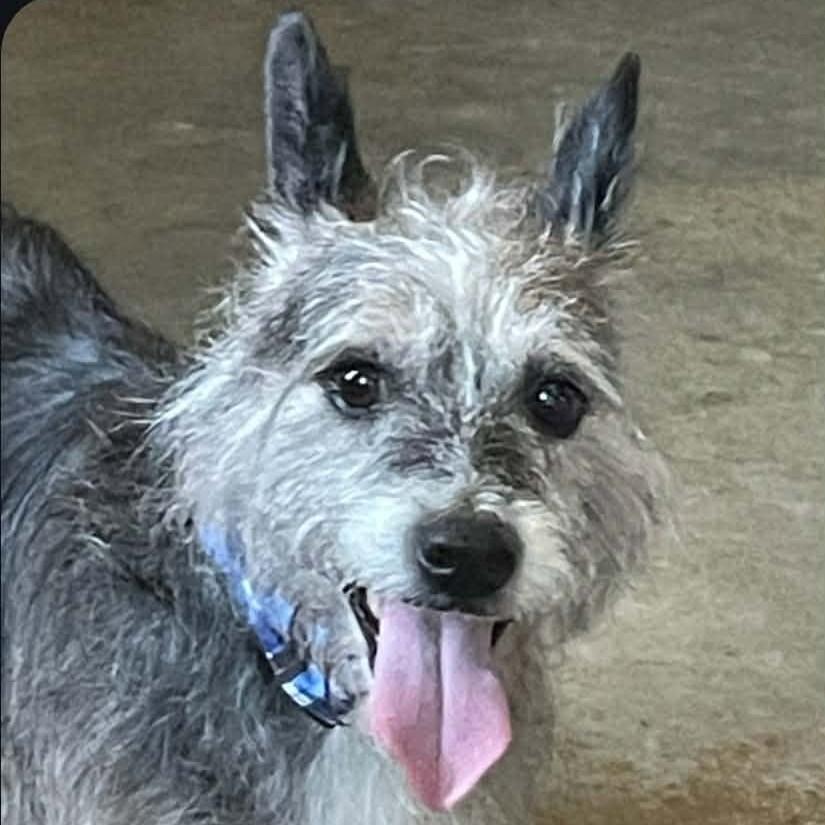 Enlarge Jack, a Adoptable Jack Russell Terrier in Shawnee, KS image 4/4