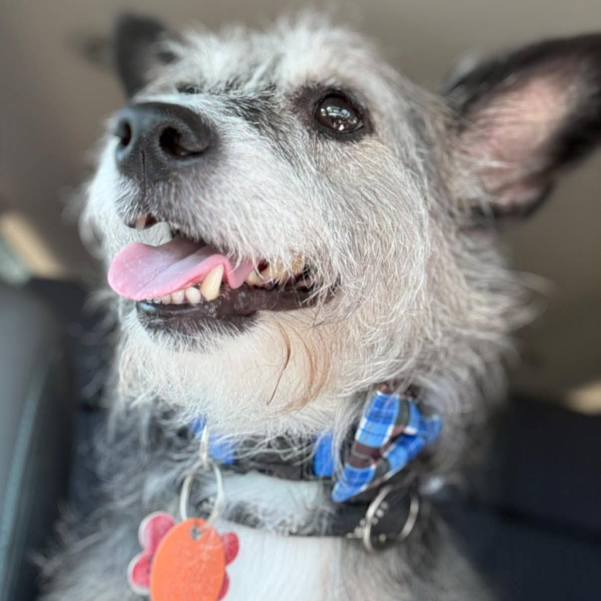 Enlarge Jack, a Adoptable Jack Russell Terrier in Shawnee, KS image 3/4