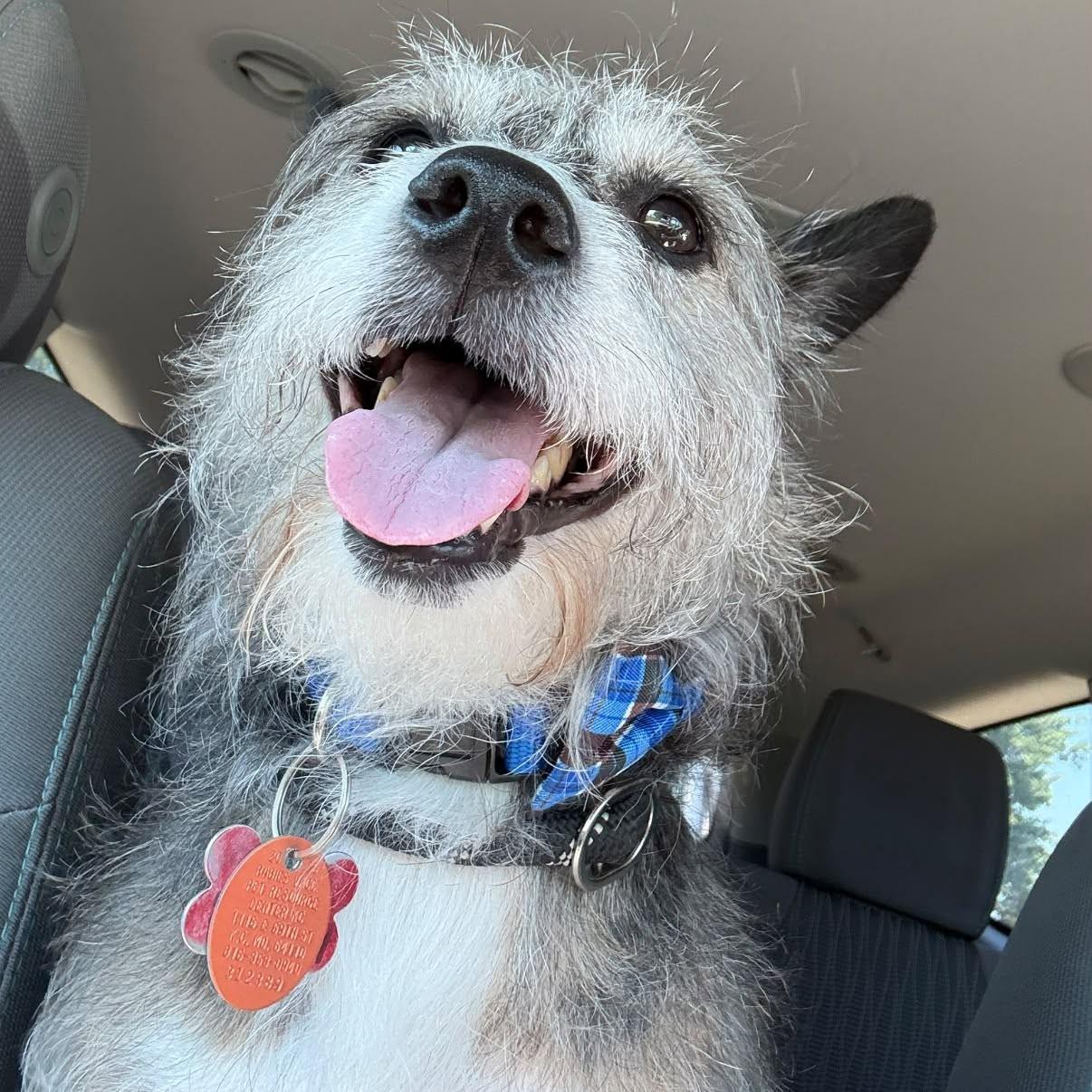 Enlarge Jack, a Adoptable Jack Russell Terrier in Shawnee, KS image 2/4