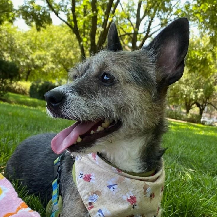 Enlarge Jack, a Adoptable Jack Russell Terrier in Shawnee, KS image 1/4