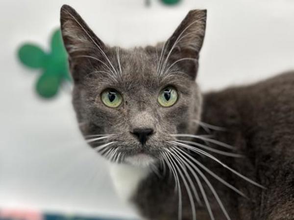 Enlarge Panzer, a Adoptable mixed breed in Portland, OR image 1/1