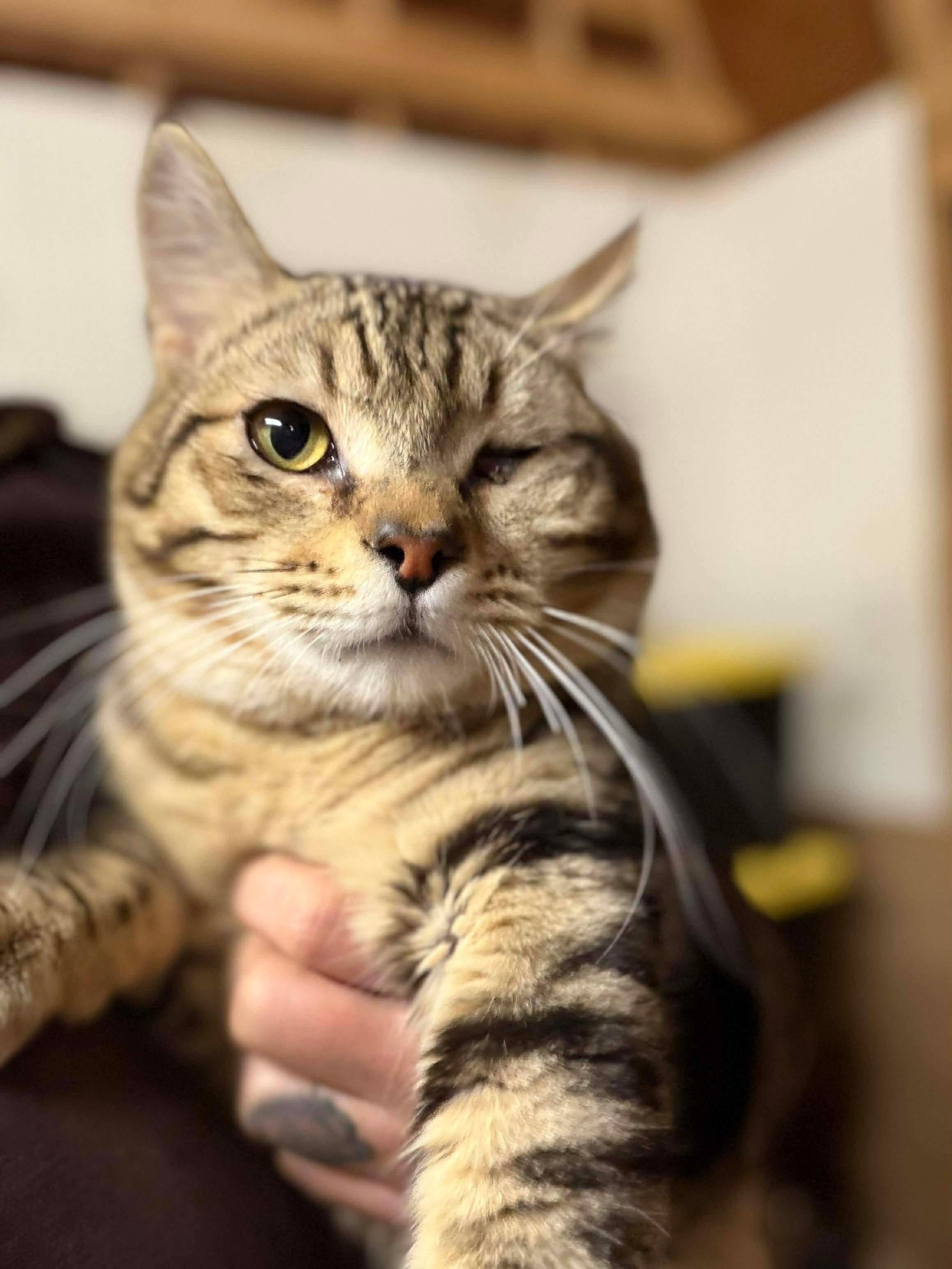 Enlarge Dracula & Lestat, a ADOPTABLE American Shorthair in Eugene, OR image 4/5