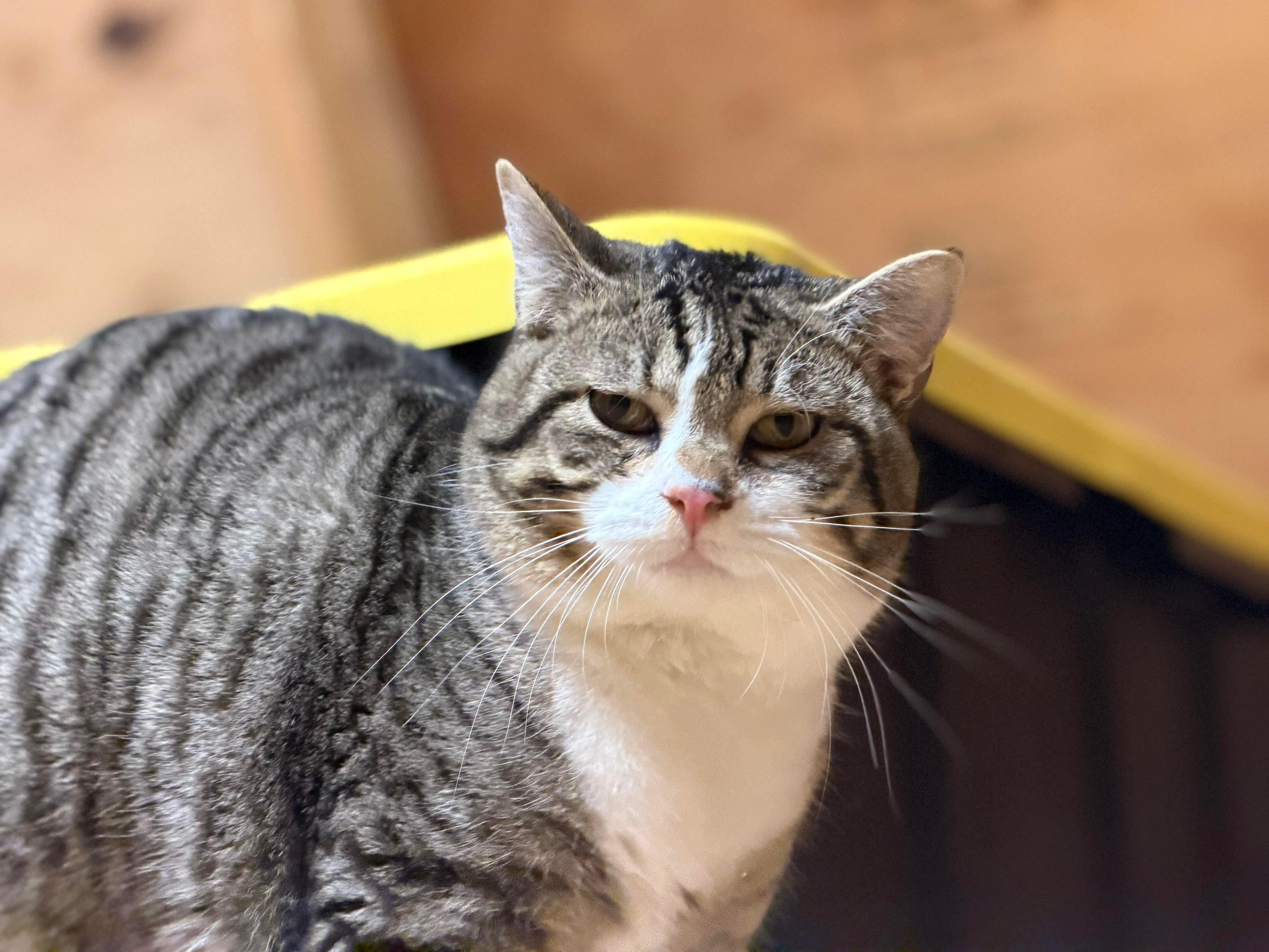 Enlarge Dracula & Lestat, a ADOPTABLE American Shorthair in Eugene, OR image 5/5