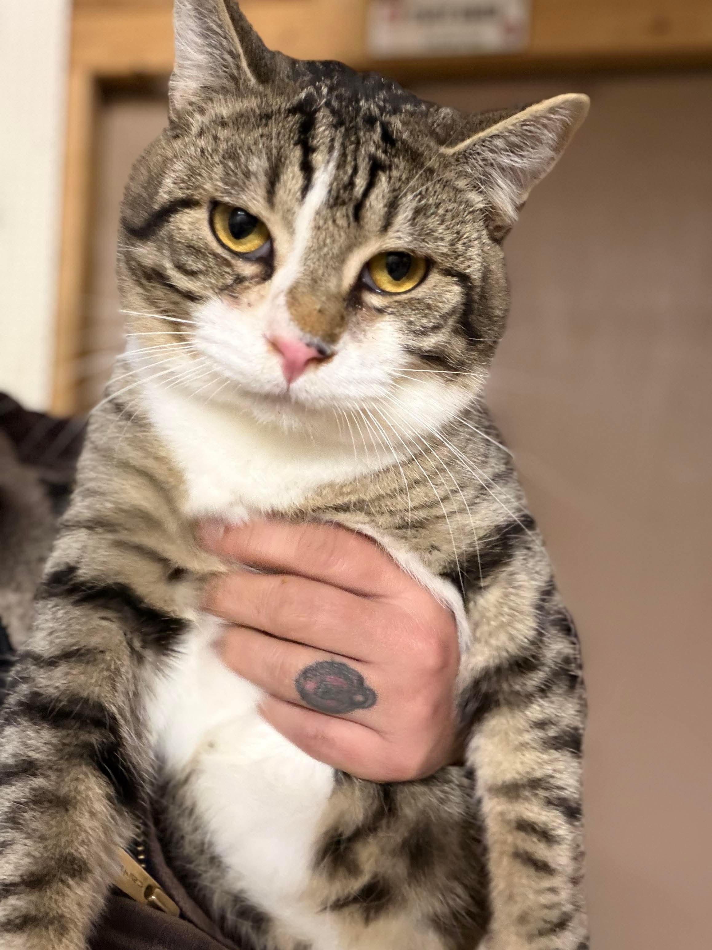 Enlarge Dracula & Lestat, a ADOPTABLE American Shorthair in Eugene, OR image 3/5