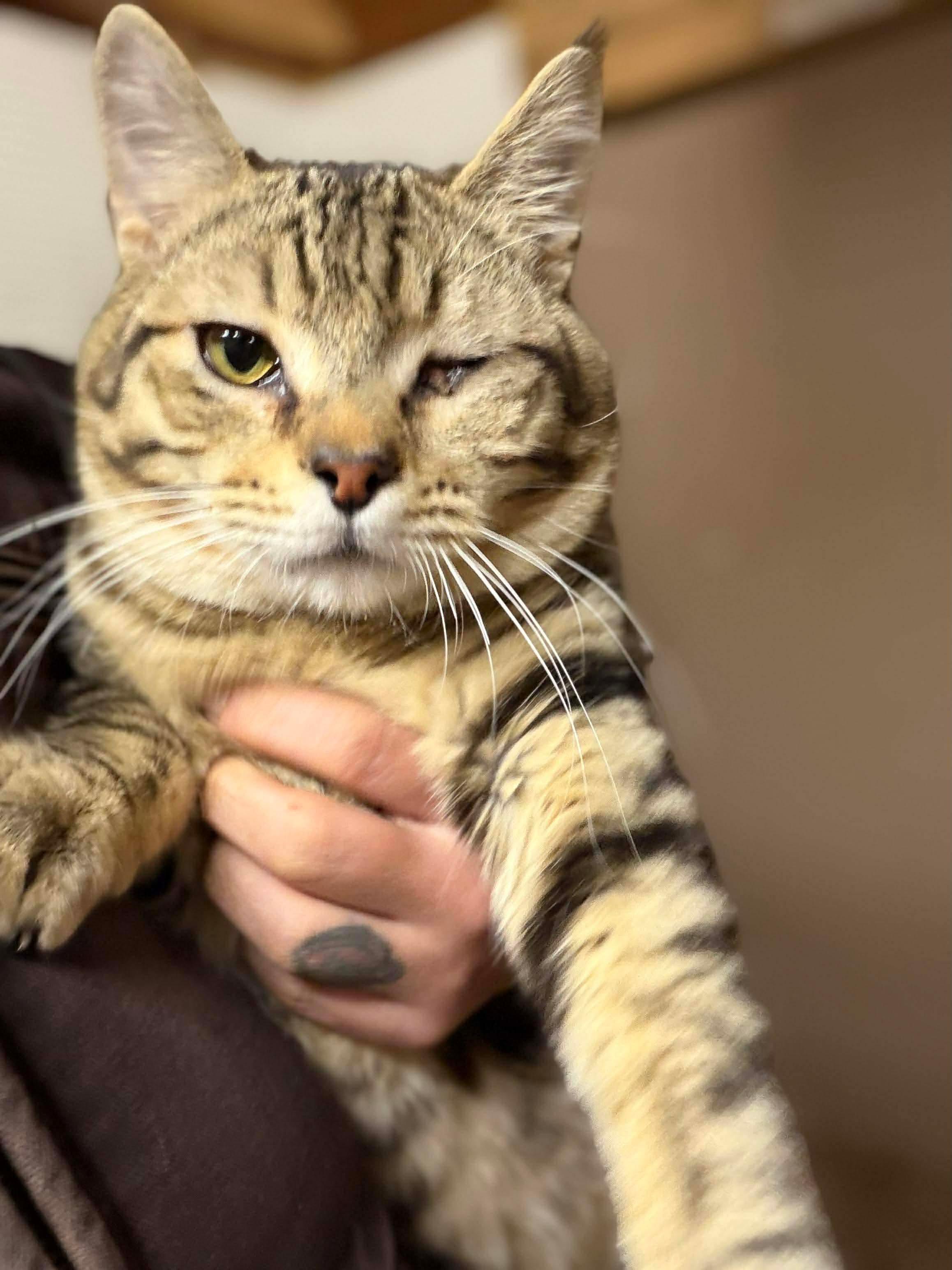 Dracula & Lestat, ADOPTABLE, Kitten Male American Shorthair.