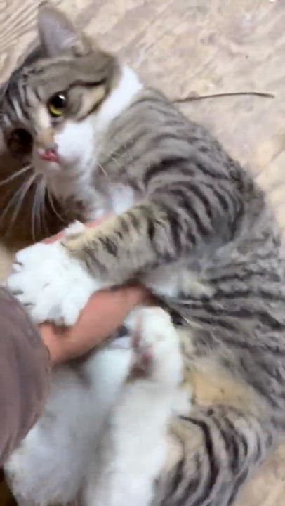 Enlarge Dracula & Lestat, a ADOPTABLE American Shorthair in Eugene, OR video 2/5