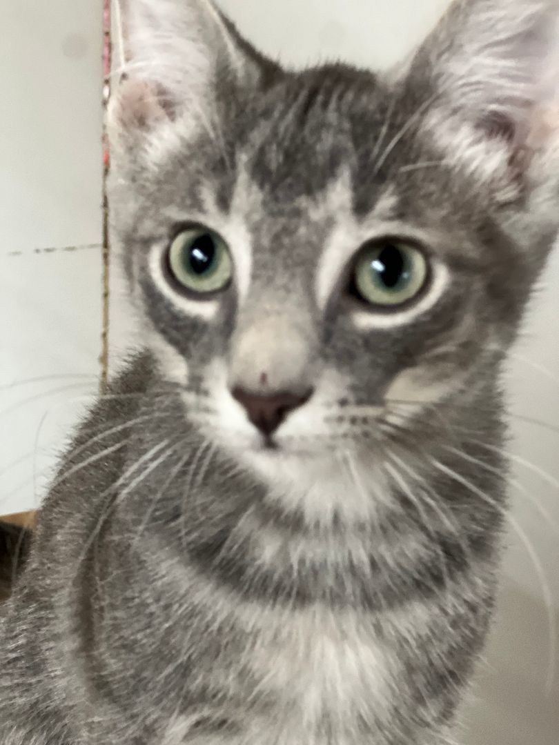 Zem, Adopted, Kitten Male Domestic Short Hair.