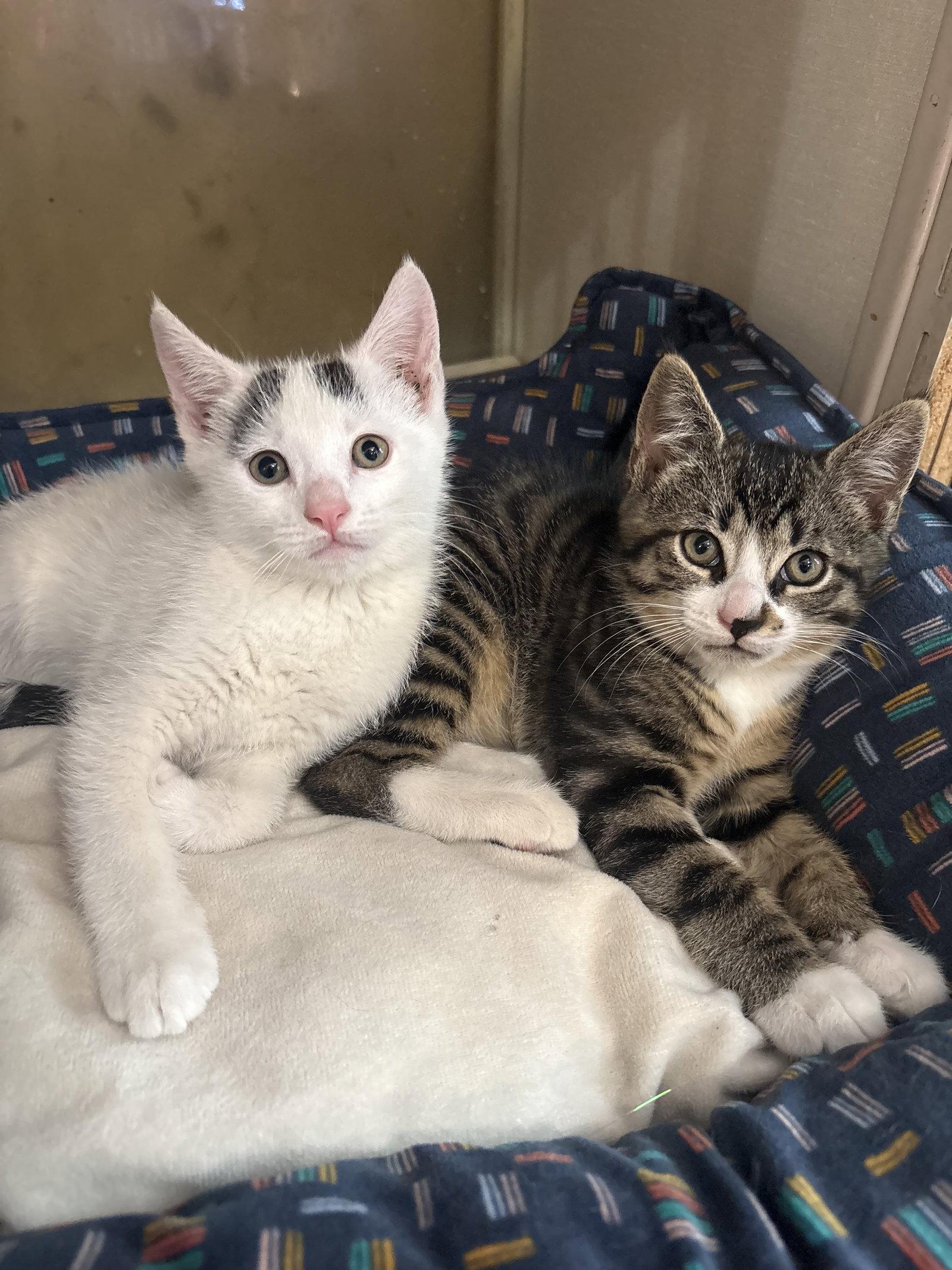 Will, Adoptable, Kitten Male Domestic Short Hair & Tabby.