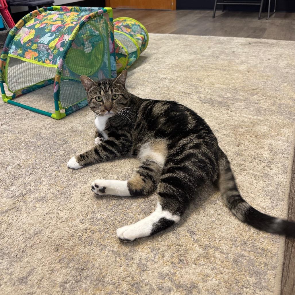 Enlarge Rodeo, a Adoptable Domestic Short Hair in Port Angeles, WA image 1/6