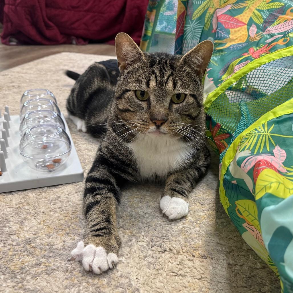 Enlarge Rodeo, a Adoptable Domestic Short Hair in Port Angeles, WA image 2/6
