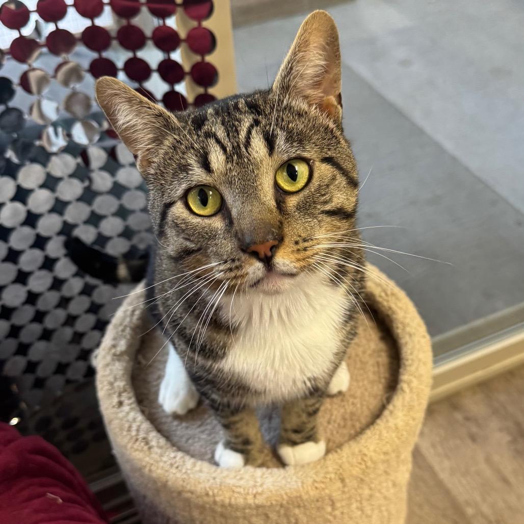 Enlarge Rodeo, a Adoptable Domestic Short Hair in Port Angeles, WA image 3/6