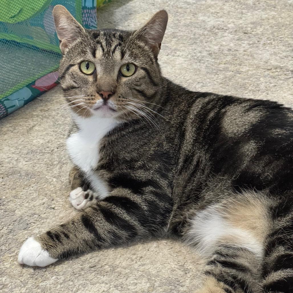 Enlarge Rodeo, a Adoptable Domestic Short Hair in Port Angeles, WA image 4/6