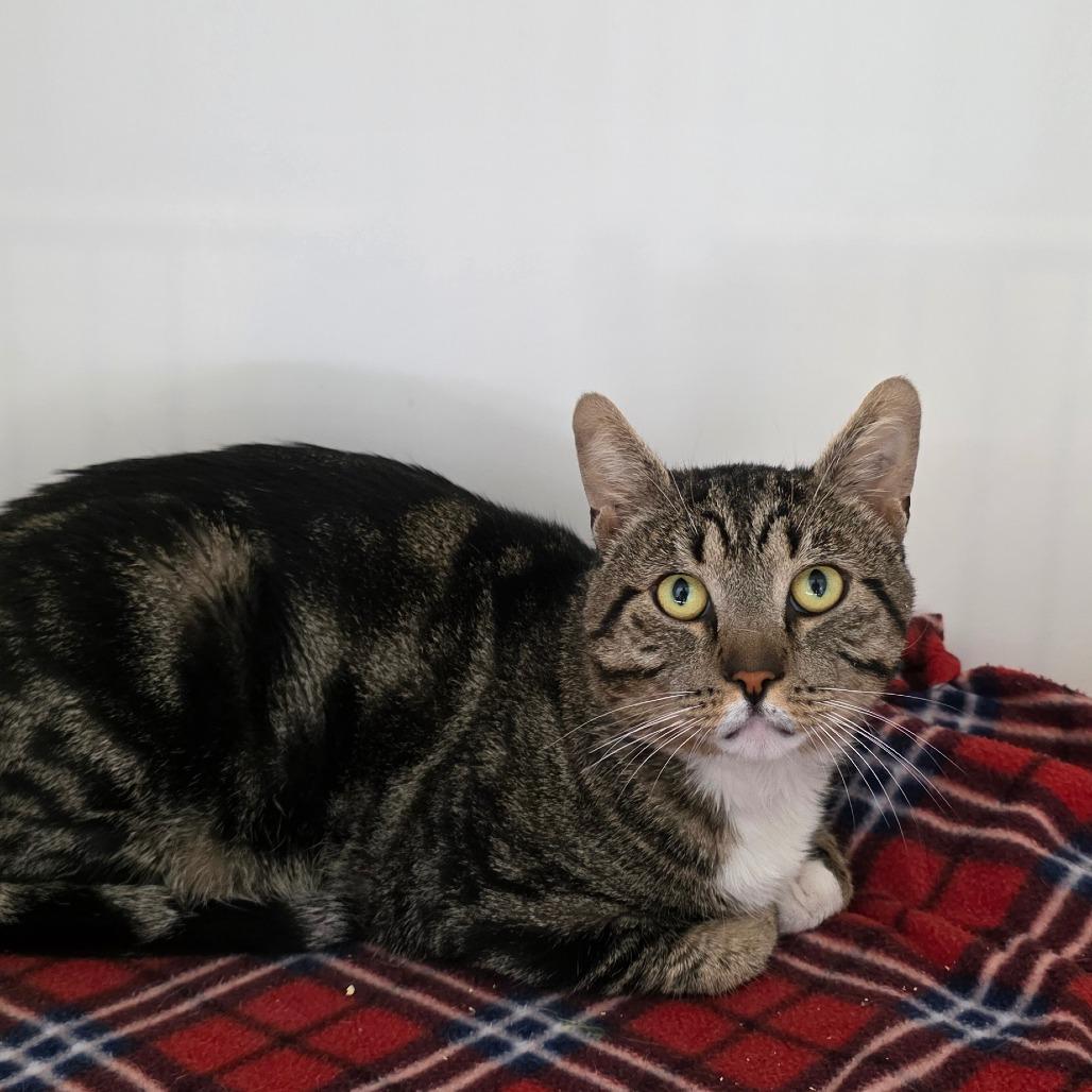 Enlarge Rodeo, a Adoptable Domestic Short Hair in Port Angeles, WA image 5/6