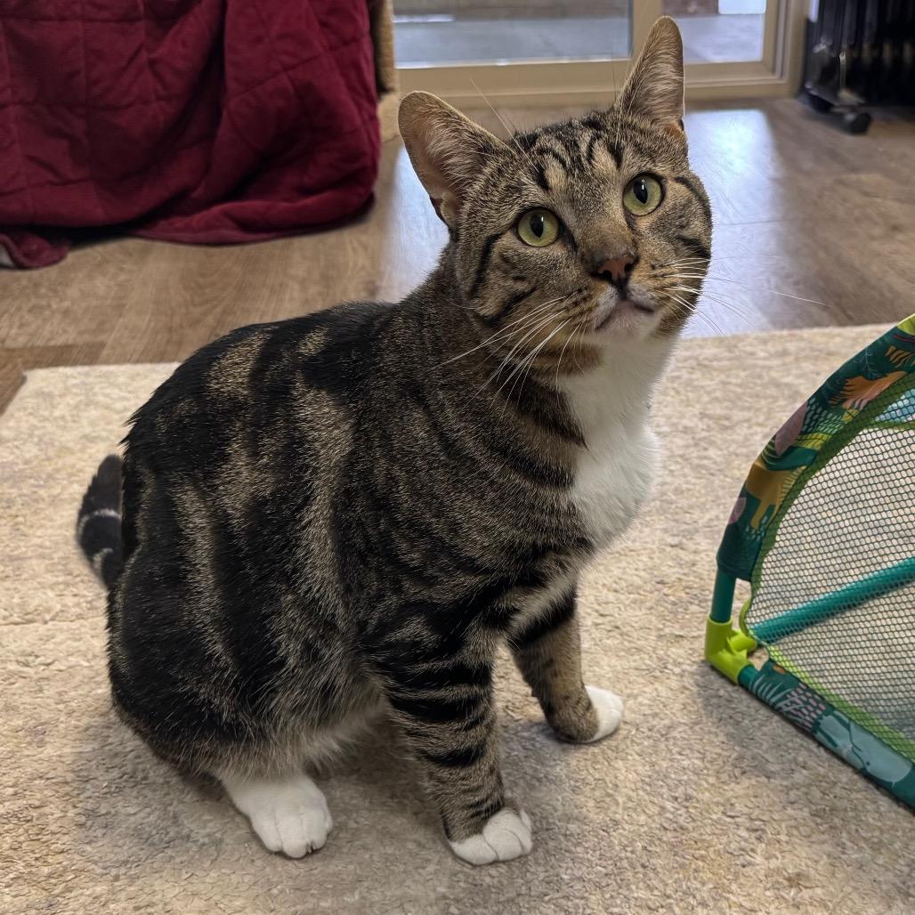 Enlarge Rodeo, a Adoptable Domestic Short Hair in Port Angeles, WA image 6/6