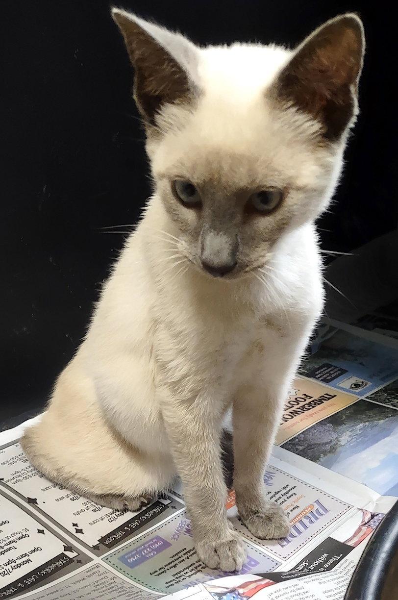 Ellton, Adopted, Young Male Siamese.