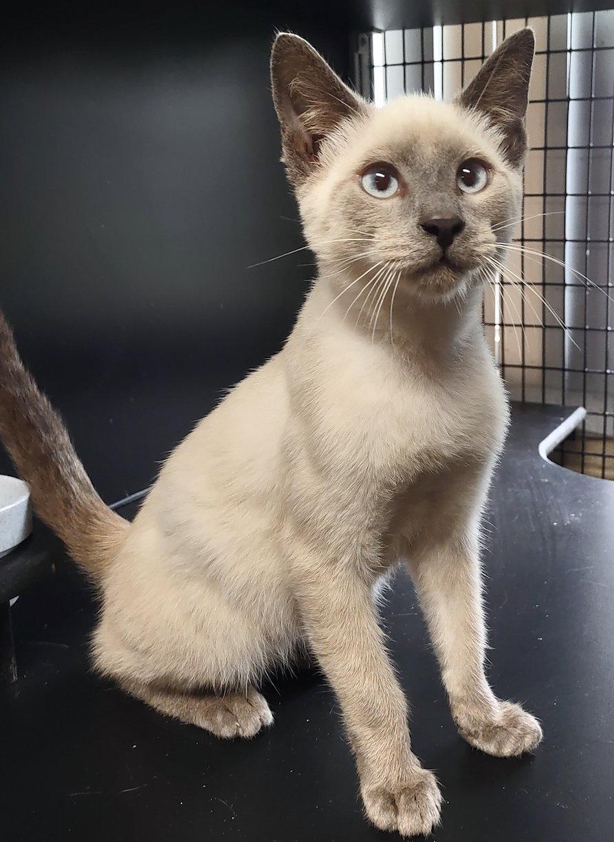 Enlarge Ellton, a Adopted Siamese in Albemarle, NC image 2/3