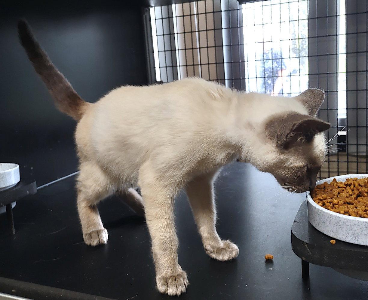 Enlarge Ellton, a Adopted Siamese in Albemarle, NC image 3/3