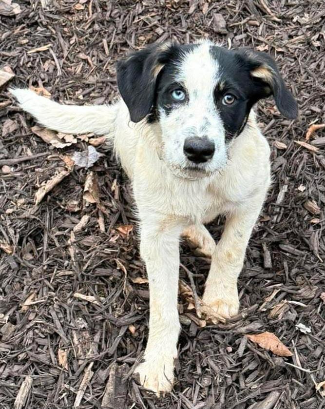 Rizzo, an adopted mixed breed in Ellijay, GA image 4/6