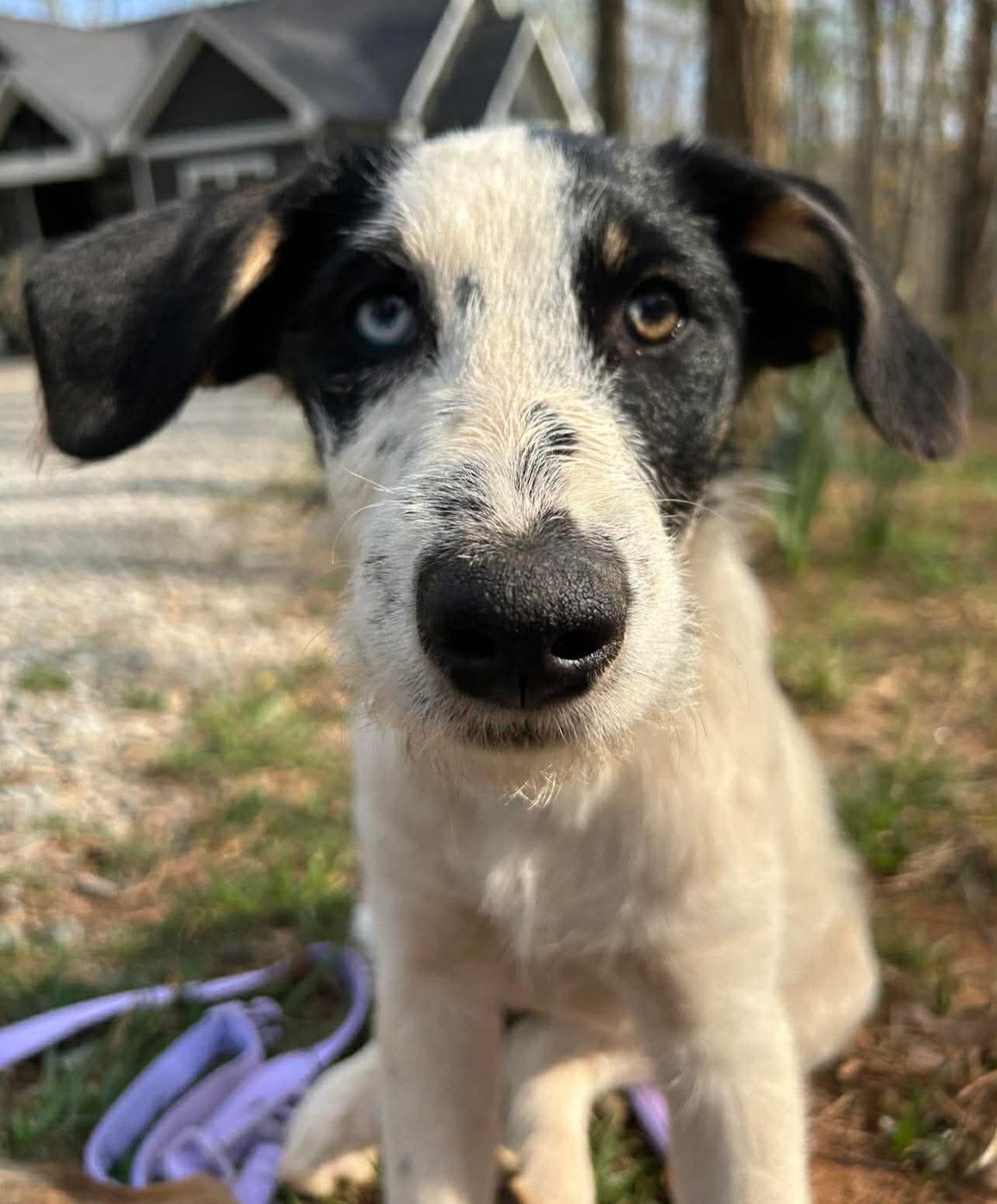 Rizzo, adopted, Puppy Female Poodle & Siberian Husky.