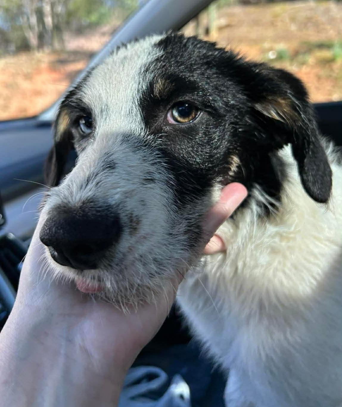Rizzo, an adopted mixed breed in Ellijay, GA image 5/6