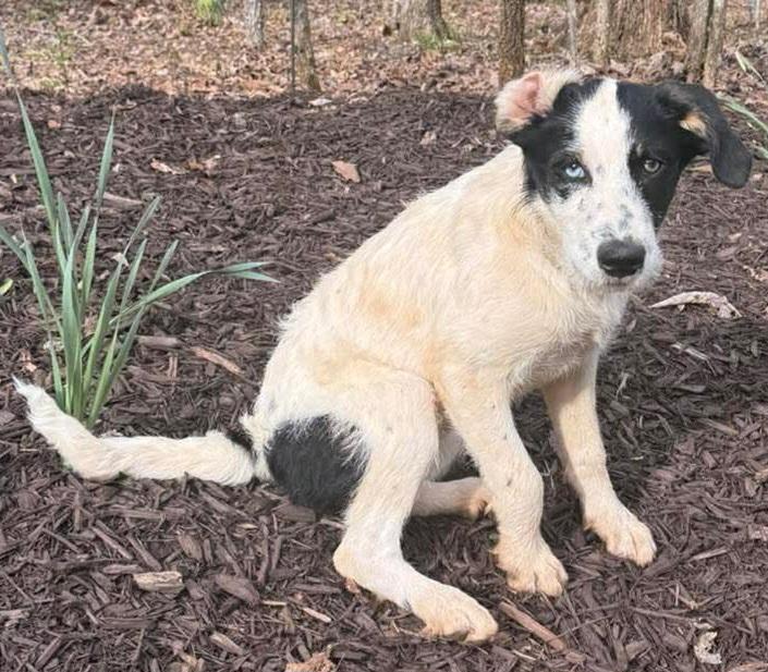 Rizzo, an adopted mixed breed in Ellijay, GA image 6/6