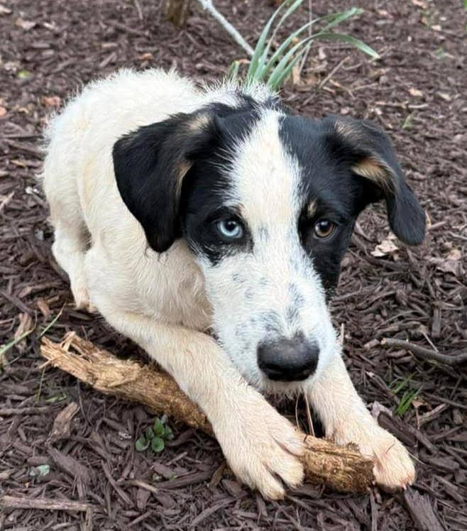 Rizzo, an adopted mixed breed in Ellijay, GA image 2/6