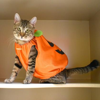 Ginger, a Adoptable Domestic Short Hair in Flagstaff, AZ image 1/3