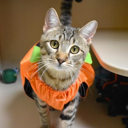 Ginger, a Adoptable Domestic Short Hair in Flagstaff, AZ image 2/3