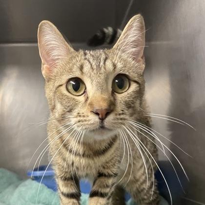 Ginger, a Adoptable Domestic Short Hair in Flagstaff, AZ image 3/3