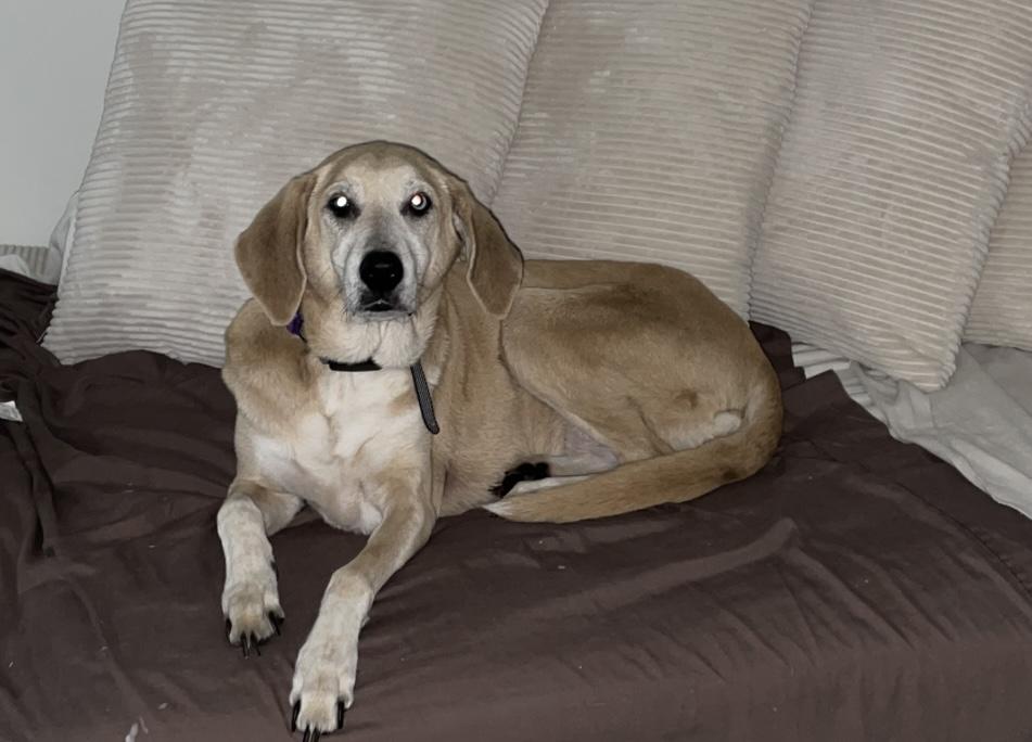 Enlarge Sadie, a Adoptable mixed breed in Lindenhurst, NY image 1/2