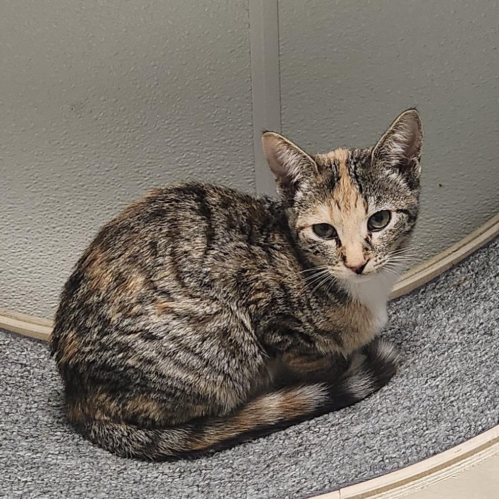 Misty, Adoptable, Young Female Domestic Short Hair.