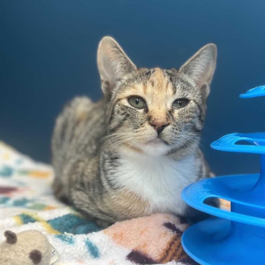 Enlarge Misty, a Adoptable Domestic Short Hair in Watertown, NY image 2/3