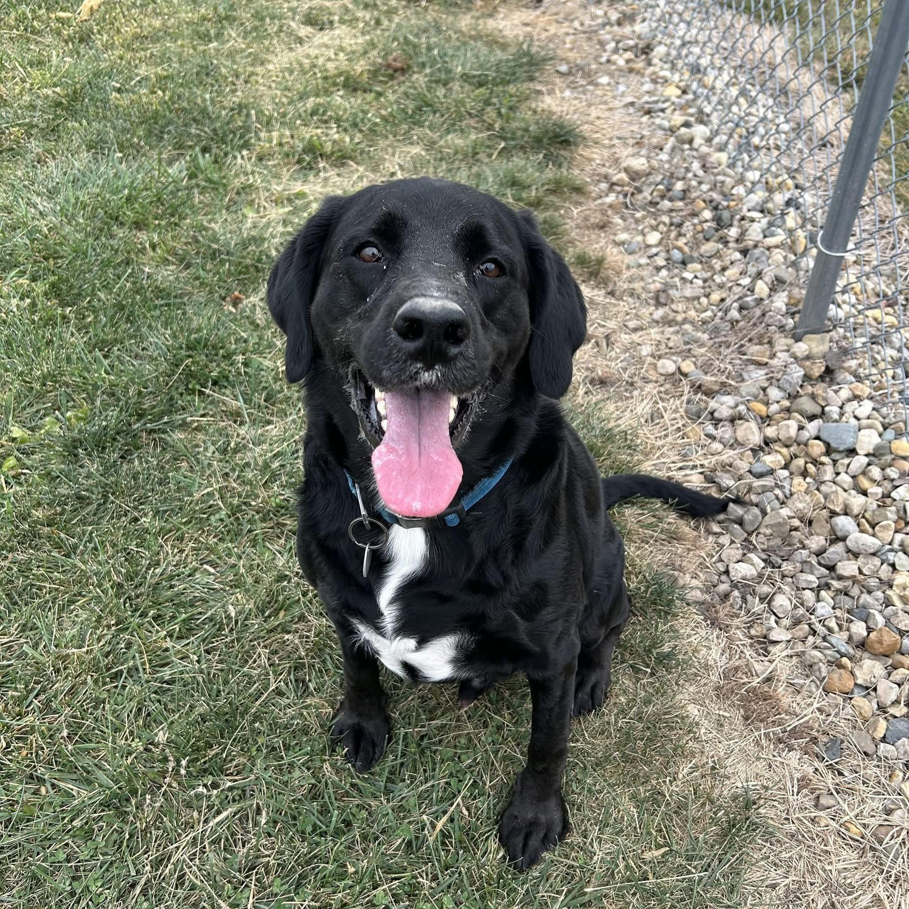 Enlarge Zeus (DCAS) URGENT FOSTER /FOREVER HOME NEEDED, a Adoptable Black Labrador Retriever in Clinton, IL image 1/6