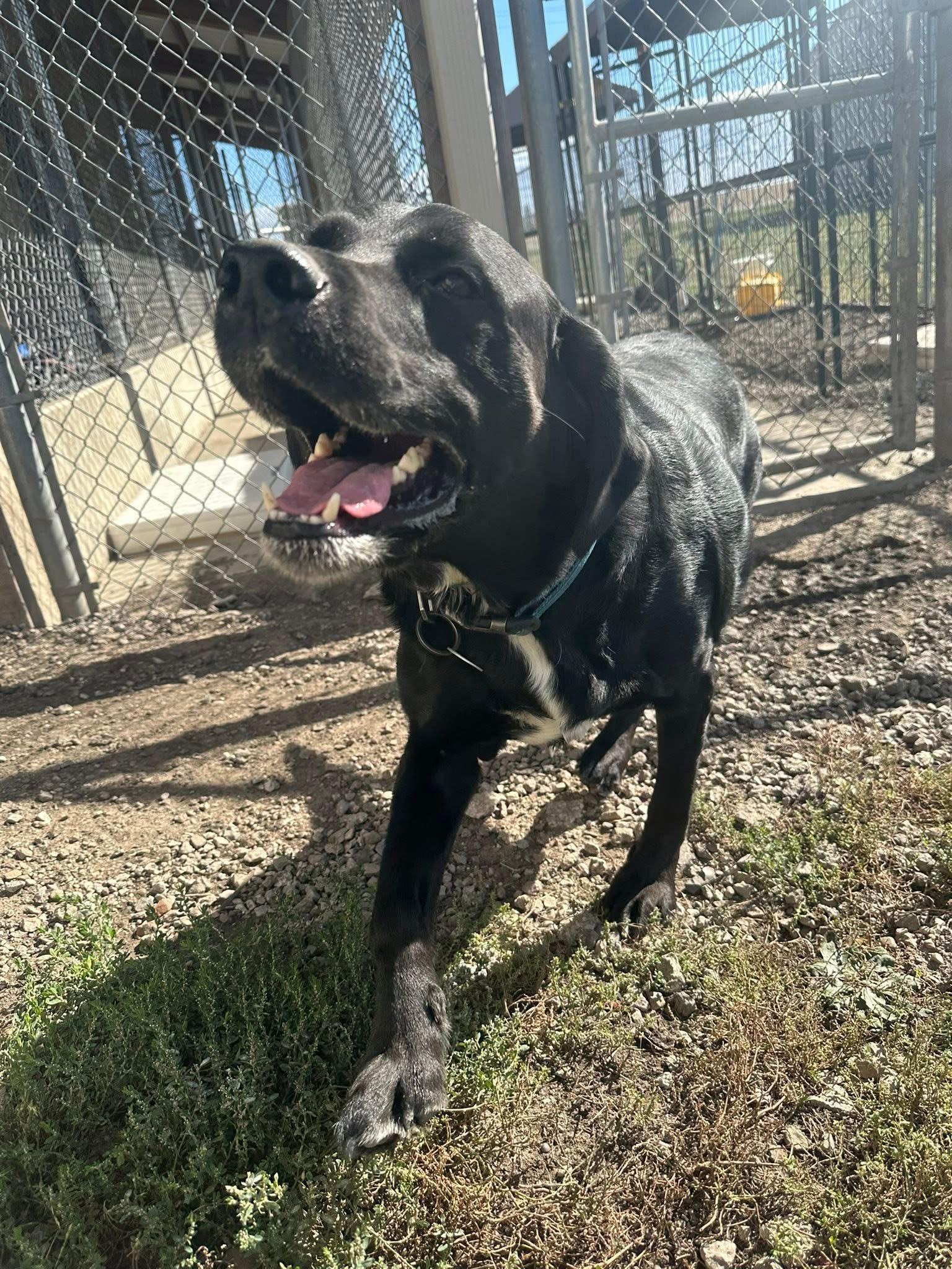Enlarge Zeus (DCAS) URGENT FOSTER /FOREVER HOME NEEDED, a Adoptable Black Labrador Retriever in Clinton, IL image 2/6