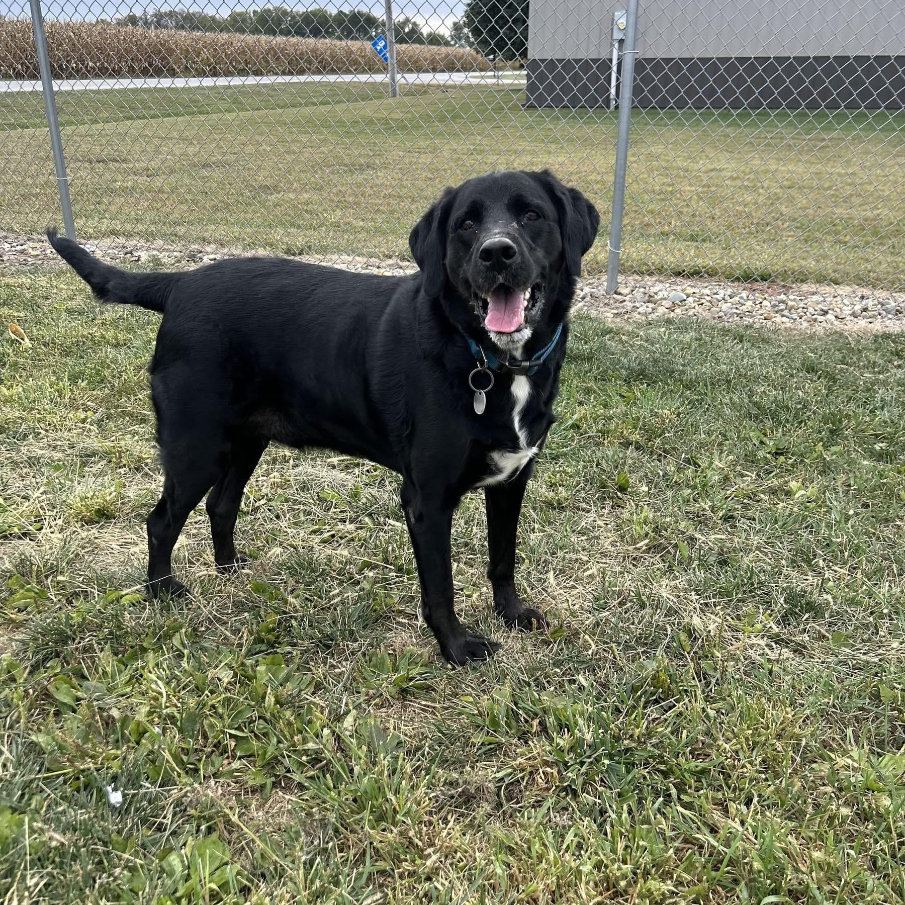 Enlarge Zeus (DCAS) URGENT FOSTER /FOREVER HOME NEEDED, a Adoptable Black Labrador Retriever in Clinton, IL image 3/6