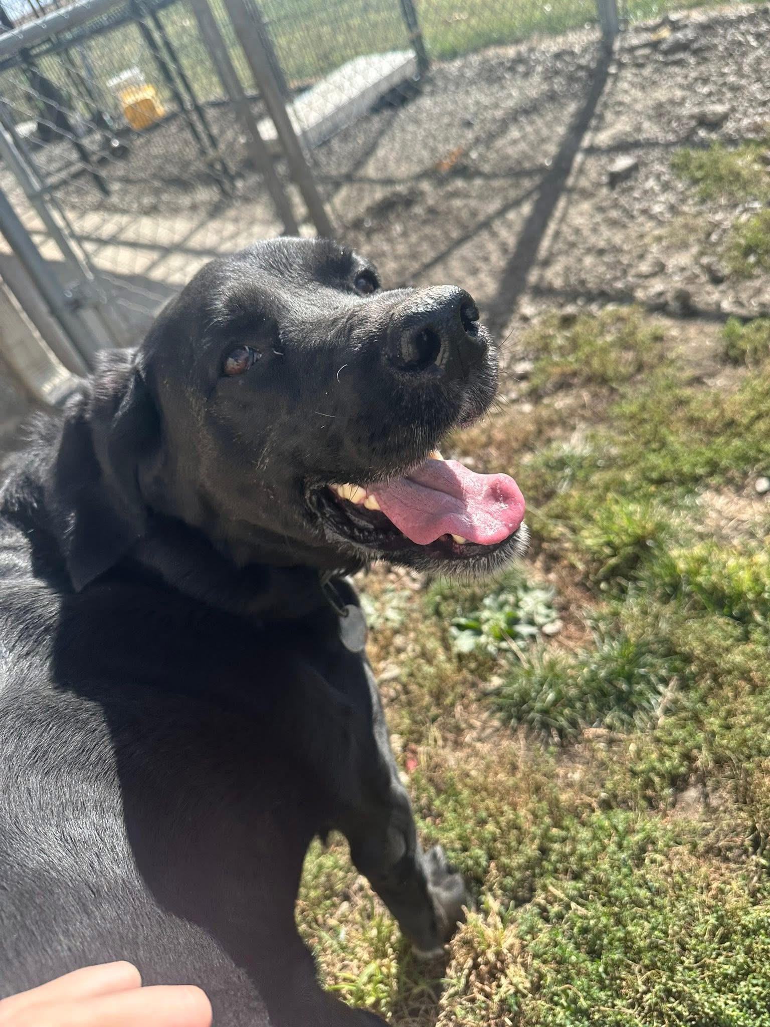 Zeus (DCAS) URGENT FOSTER /FOREVER HOME NEEDED