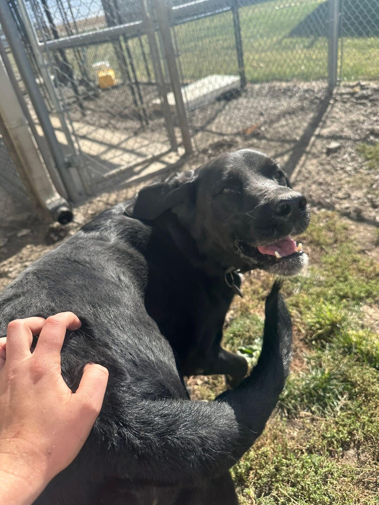 Enlarge Zeus (DCAS) URGENT FOSTER /FOREVER HOME NEEDED, a Adoptable Black Labrador Retriever in Clinton, IL image 5/6