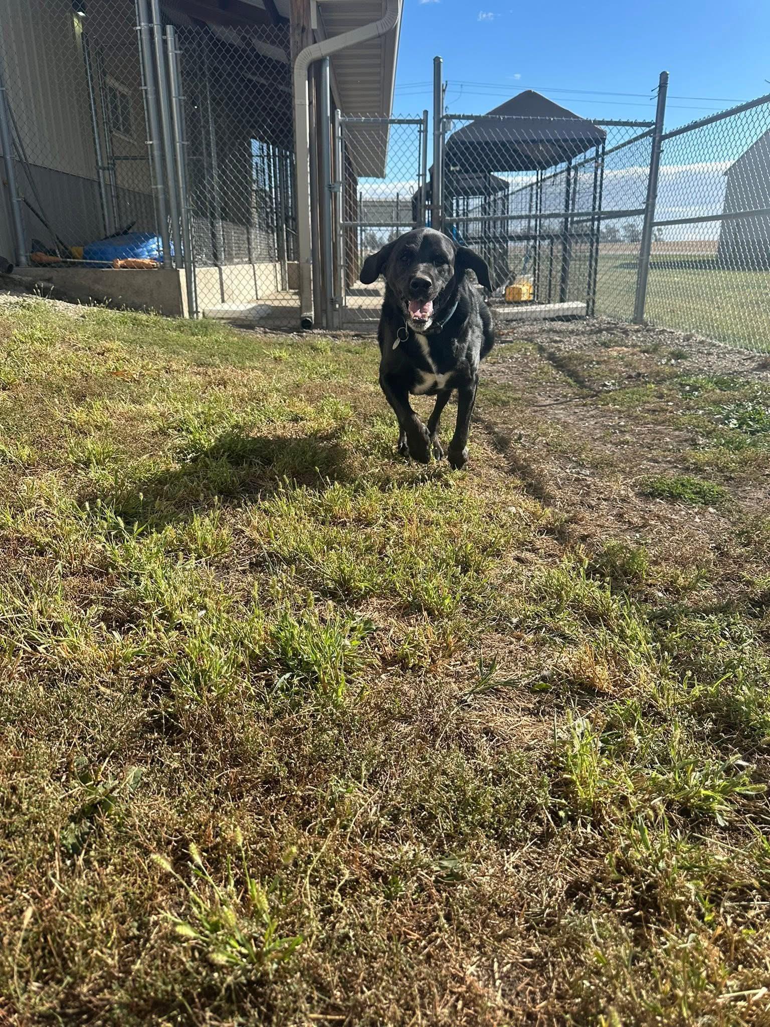 Enlarge Zeus (DCAS) URGENT FOSTER /FOREVER HOME NEEDED, a Adoptable Black Labrador Retriever in Clinton, IL image 6/6