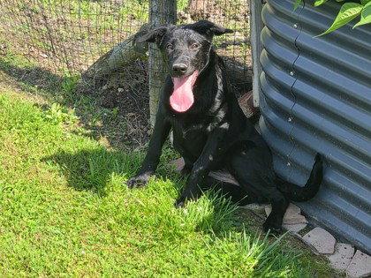 Bessie's Baked Beans, Adoptable, Young Female Labrador Retriever.