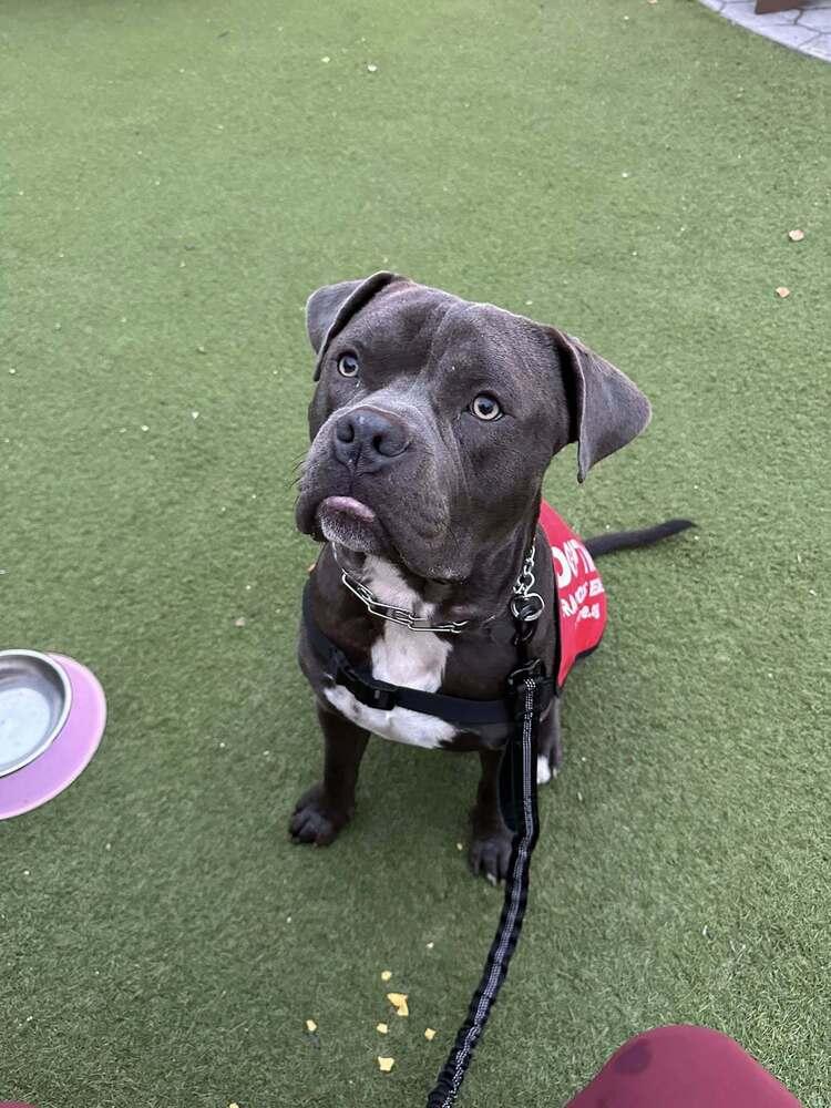 Mighty Moose thumbnail 2