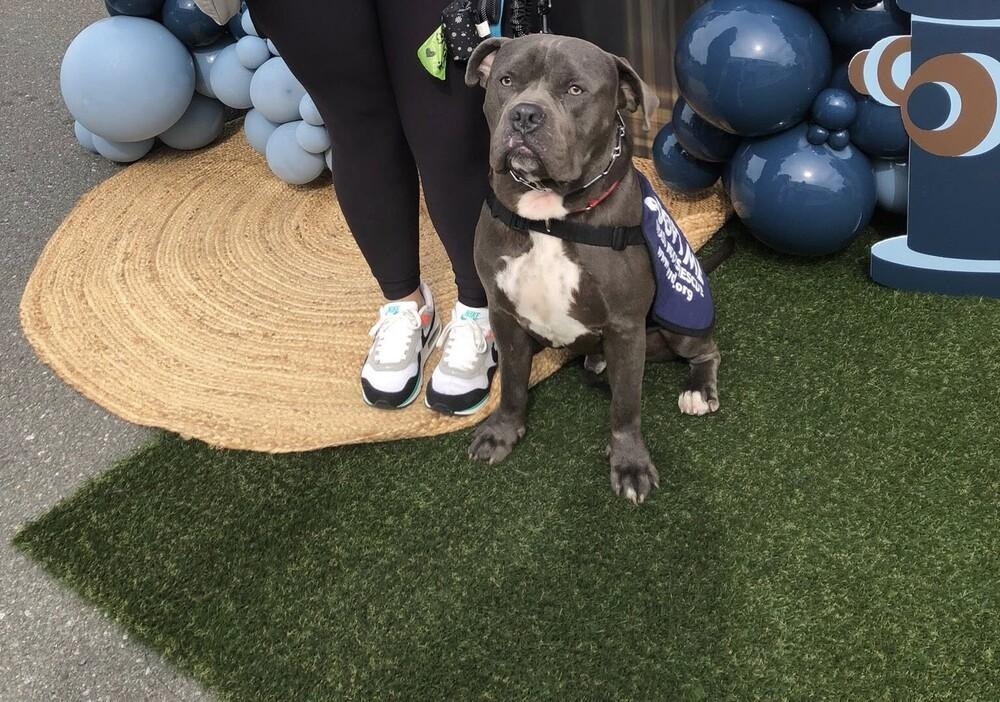 Mighty Moose thumbnail 3