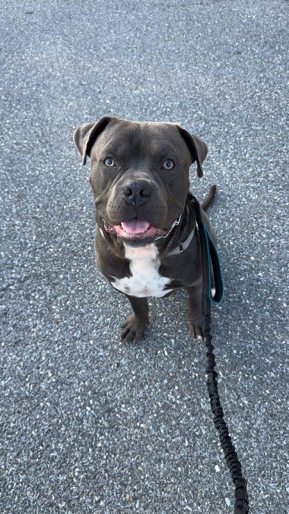 Mighty Moose thumbnail 4