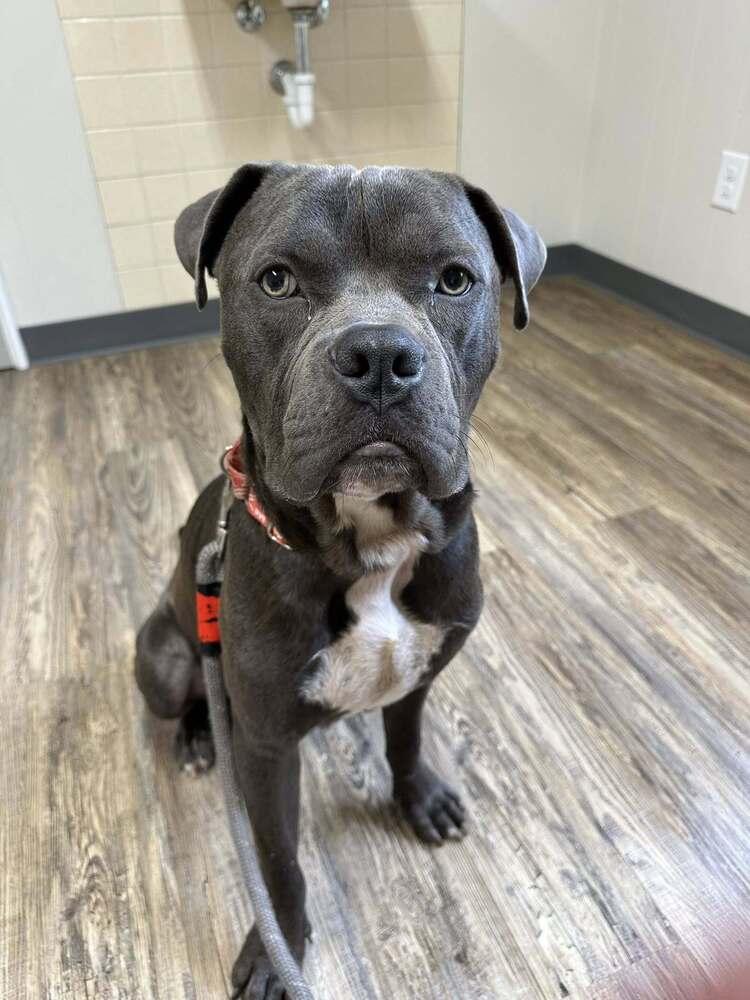 Mighty Moose thumbnail 5