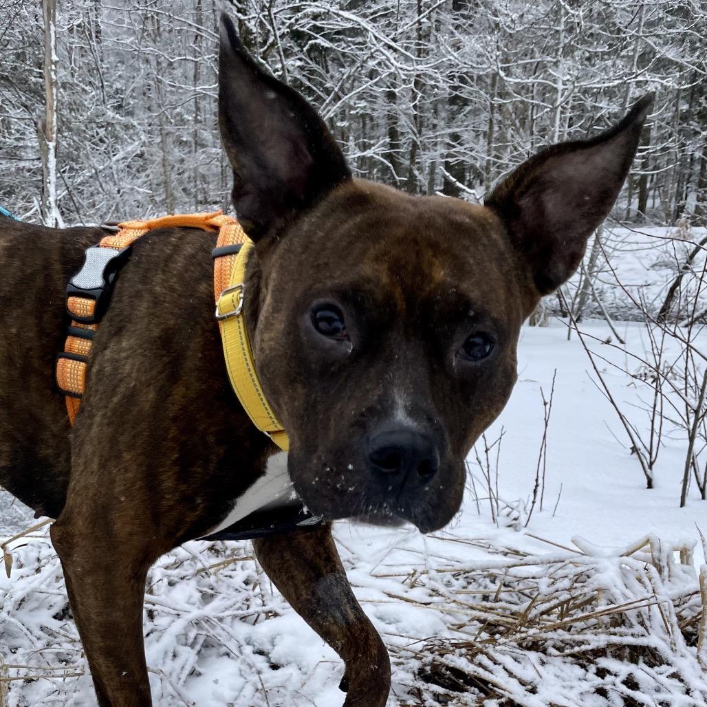 Enlarge Maeve, a Adoptable Pit Bull Terrier in Enfield, NH image 1/6
