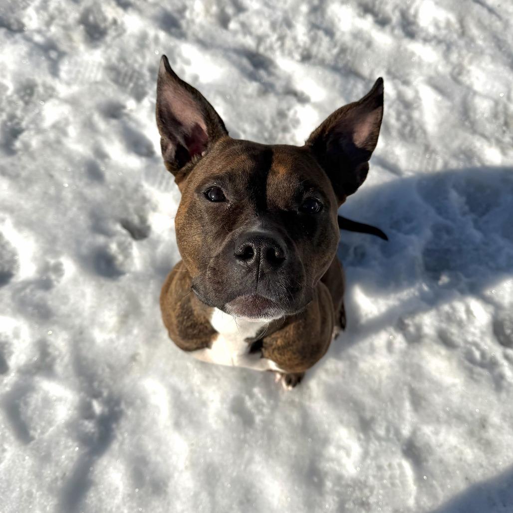 Enlarge Maeve, a Adoptable Pit Bull Terrier in Enfield, NH image 2/6