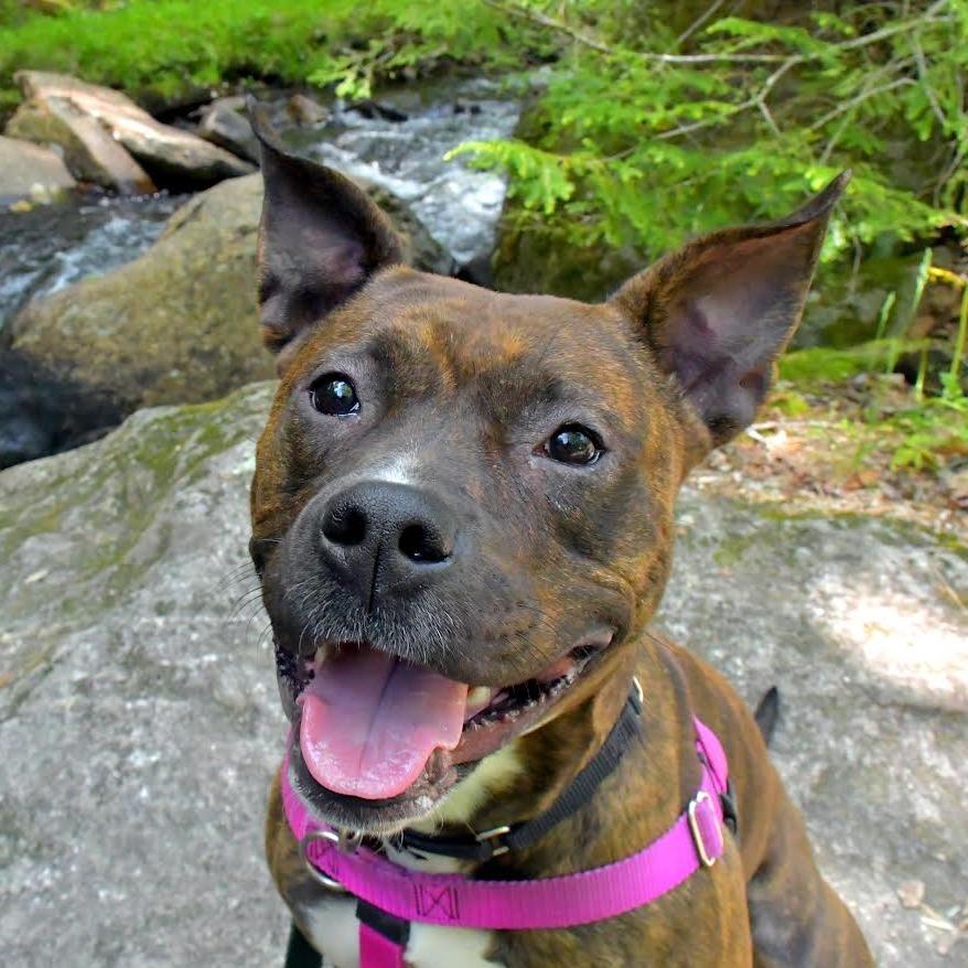 Maeve, a Adoptable Pit Bull Terrier in Enfield, NH image 3/6