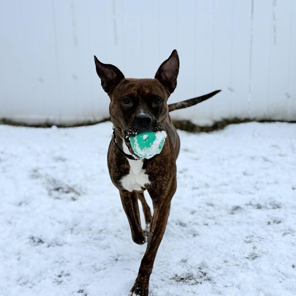 Enlarge Maeve, a Adoptable Pit Bull Terrier in Enfield, NH image 3/6